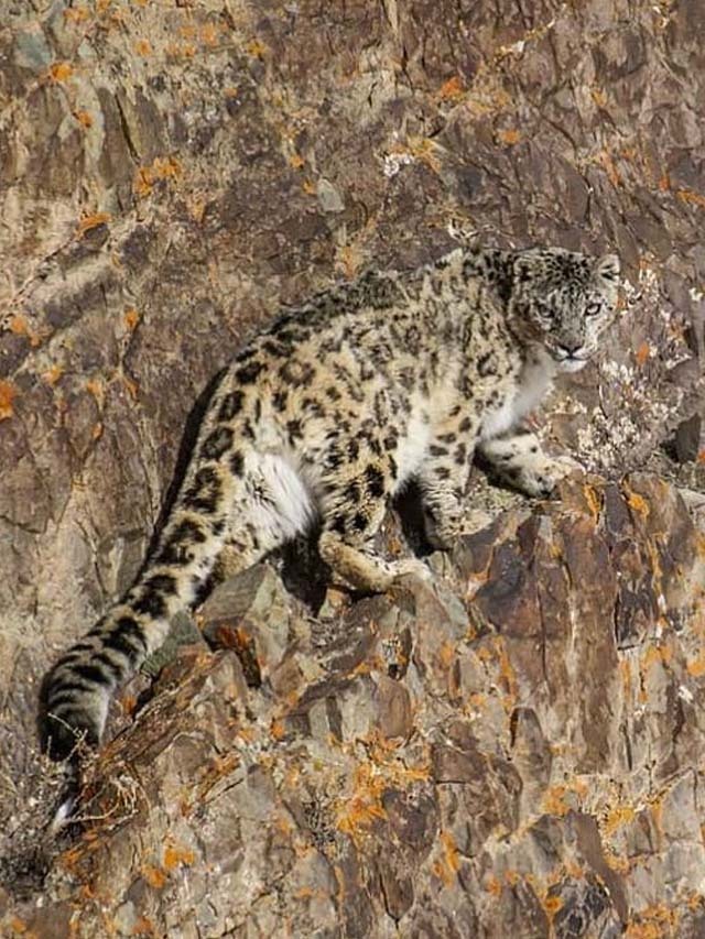 2 Ladakhis Helped Save India’s Snow Leopards with Innovative Ideas