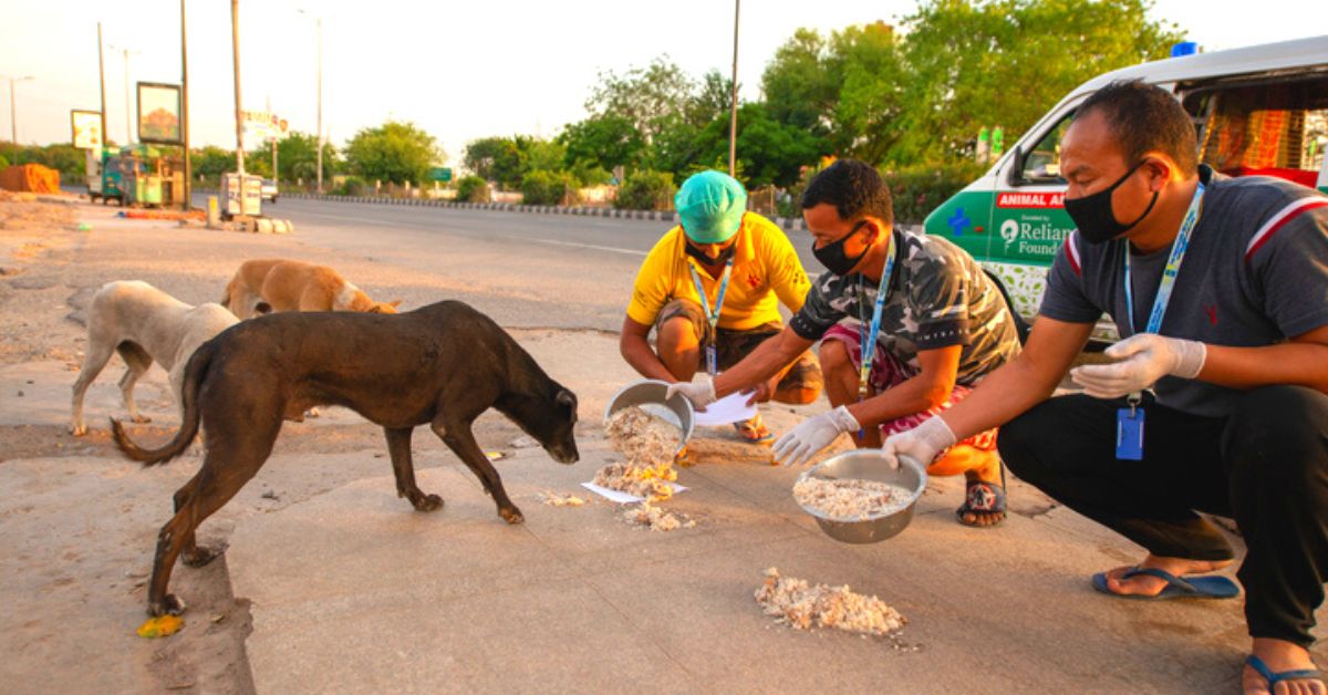 Can we feed stray dogs?