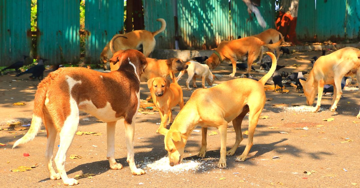 Deep Dive: Why Indian Cities Are Struggling to Deal With Stray Dogs