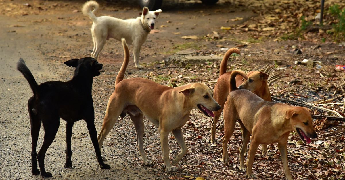 Are stray dogs dangerous?
