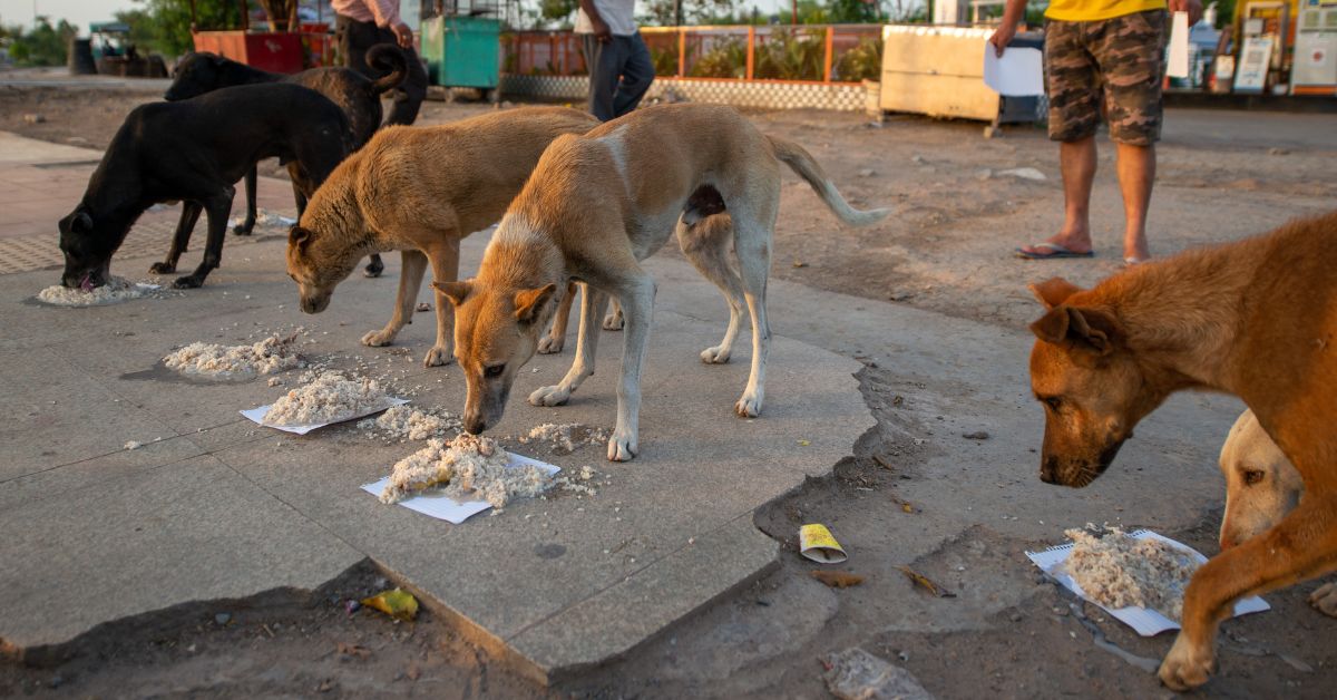 How can we feed stray dogs in India?