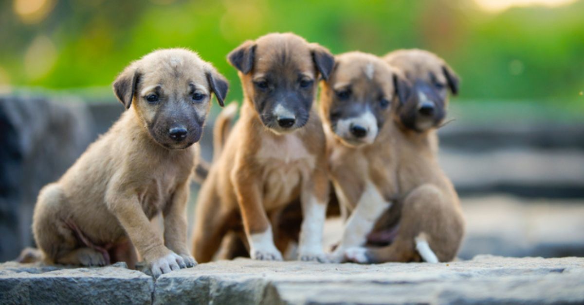 Stray dogs and puppies