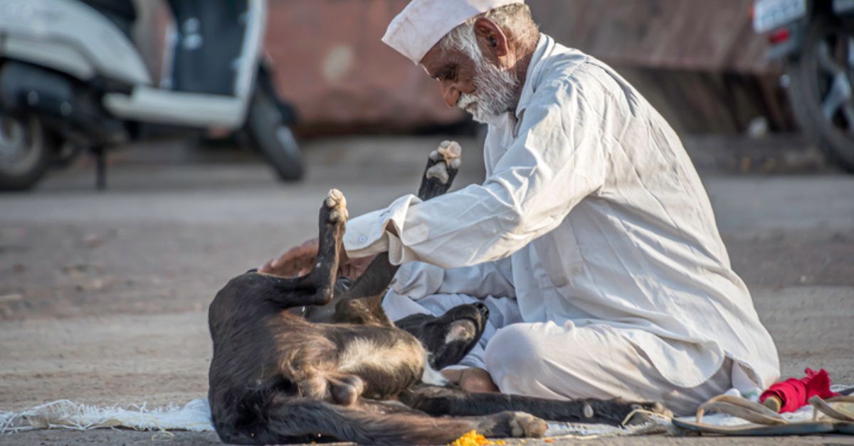 Taking care of stray dogs