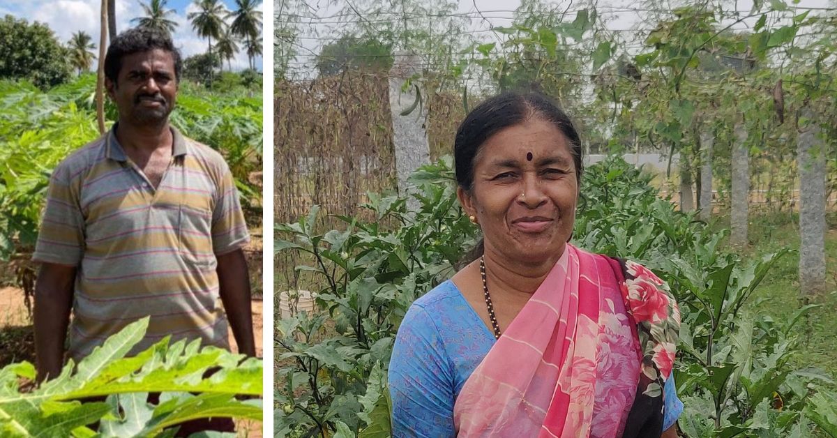 Narasimha Raja and Gowramma in their farms.