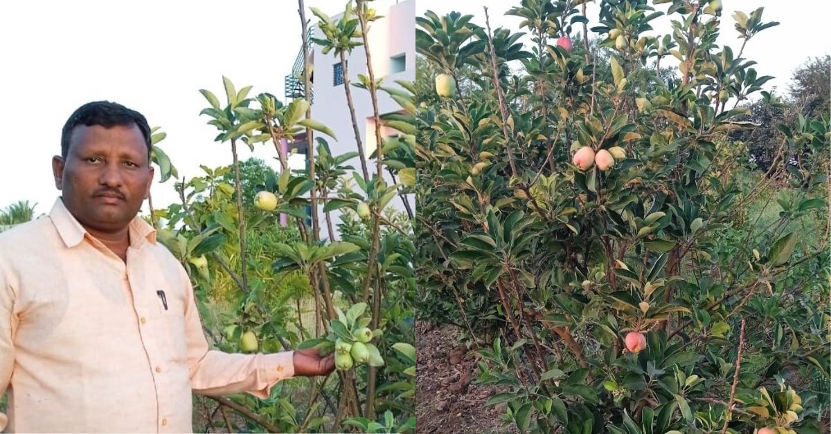 How to Grow Apples in Hot Climate? Award-Winning Farmers Reap Success With Unique Variety