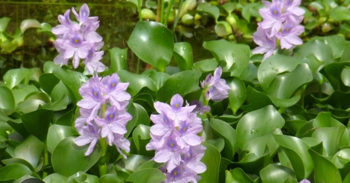 As much as 25 kg of water hyacinth is used to make one fusion saree.