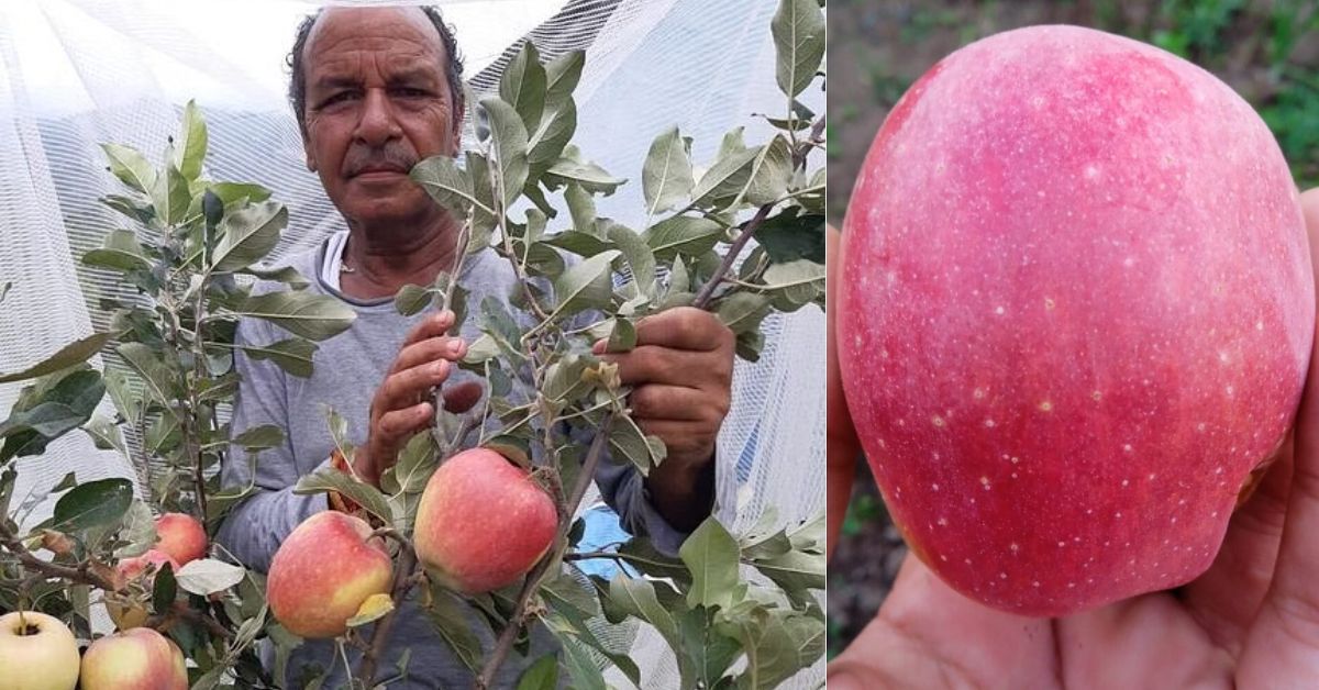 HRMN-99  apples are an all-terrain apple variety developed by Himachal Pradesh native Hariman Sharma 