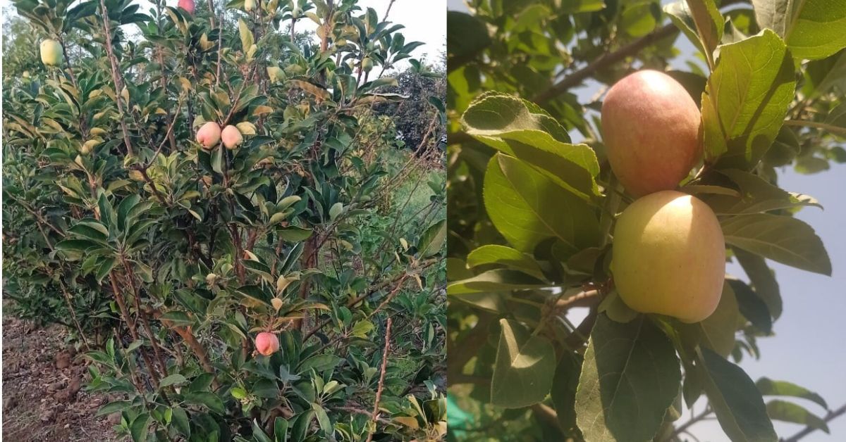 HRMN-99  apples are an all-terrain apple variety developed by Himachal Pradesh native Hariman Sharma.