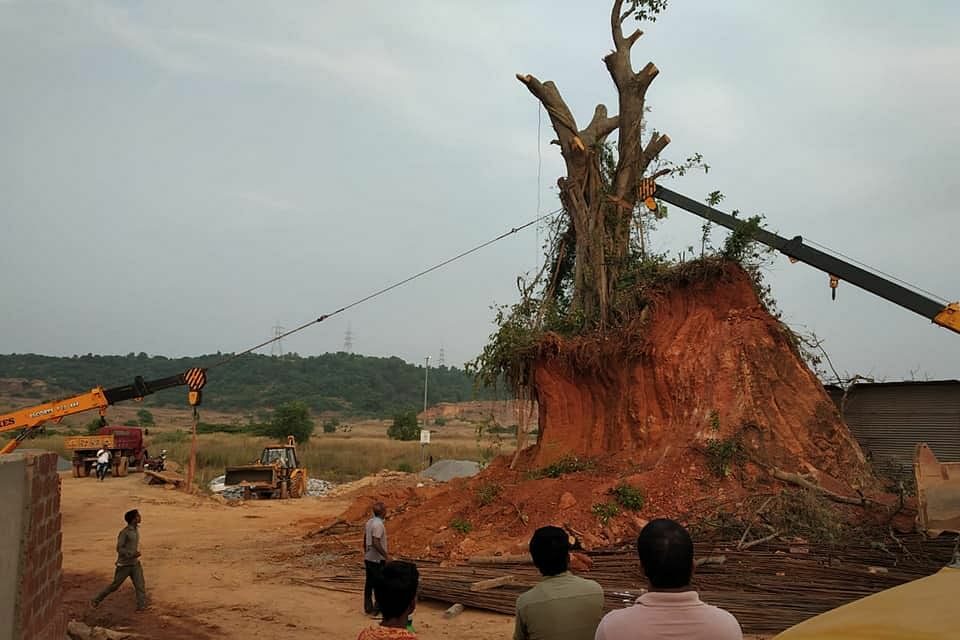 An uprooted tree being moved to a new site to enable a development project to take place