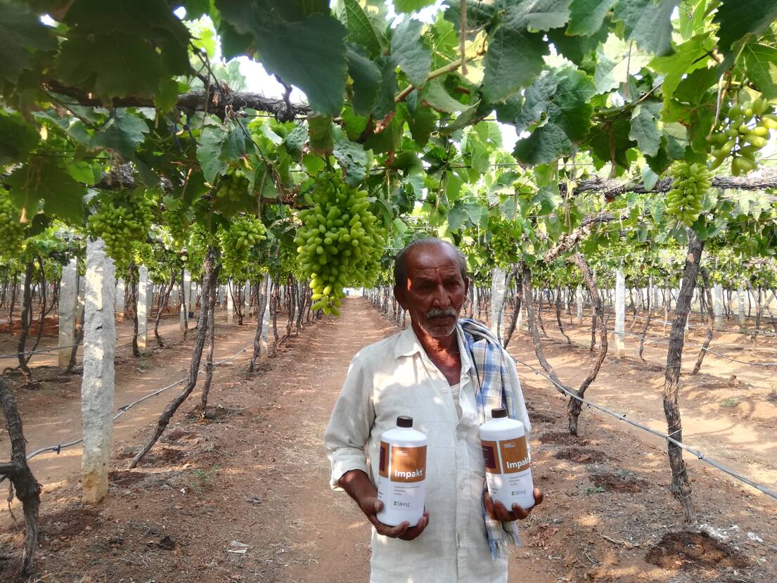 Employing Impakt in grape farming.