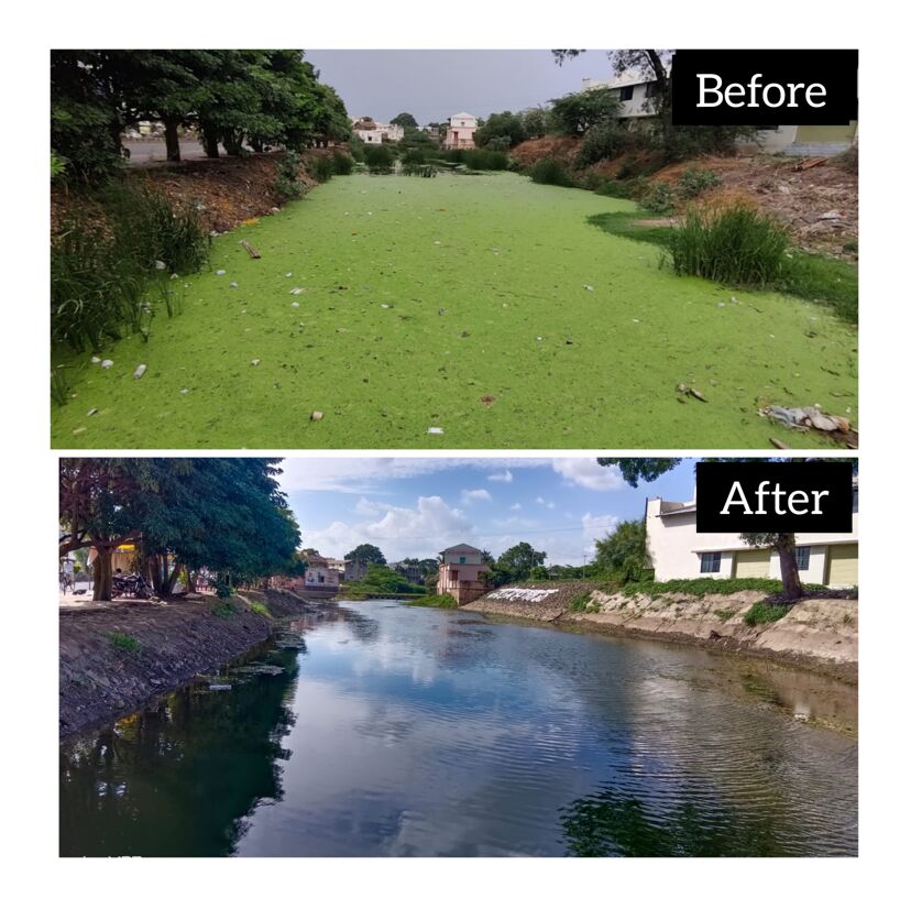 Scientist Uses Duckweed To Revive Rivers Treat Wastewater Daily