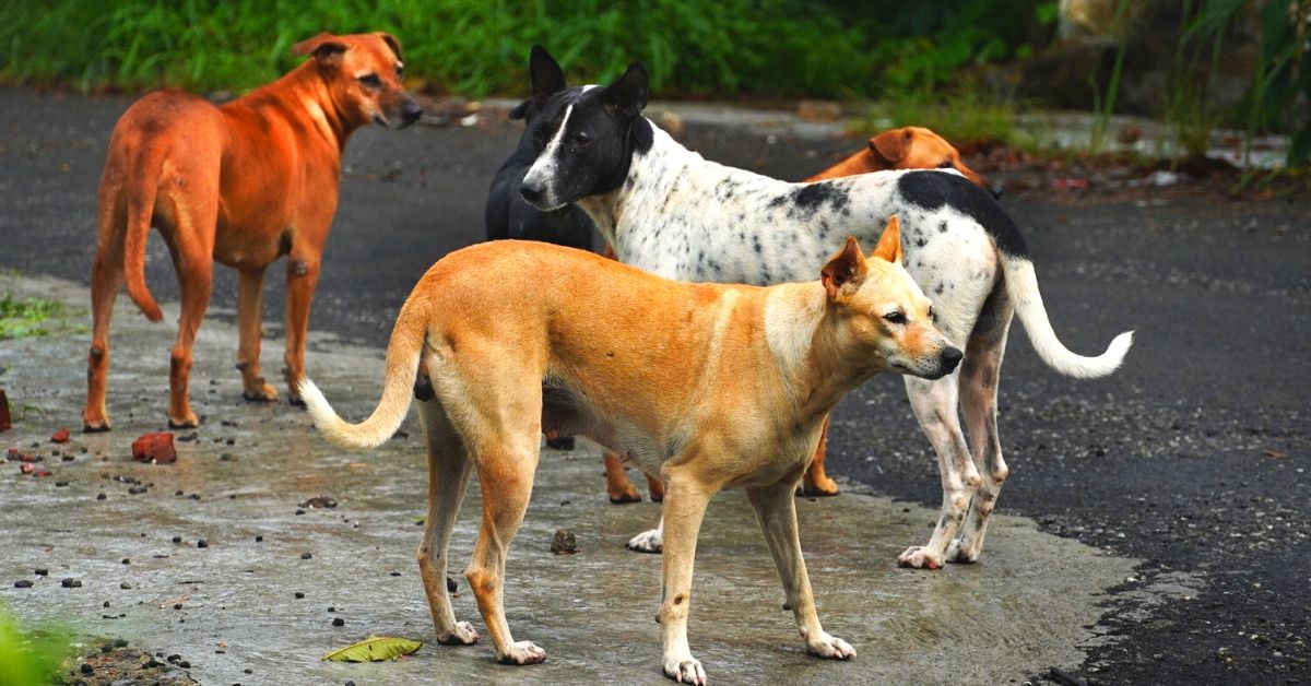 How do we take care of stray dogs in India?