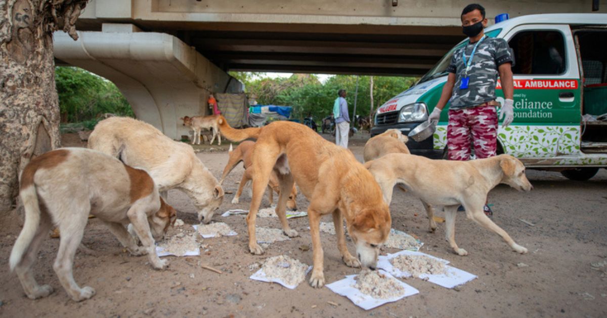 Feeding stray dogs