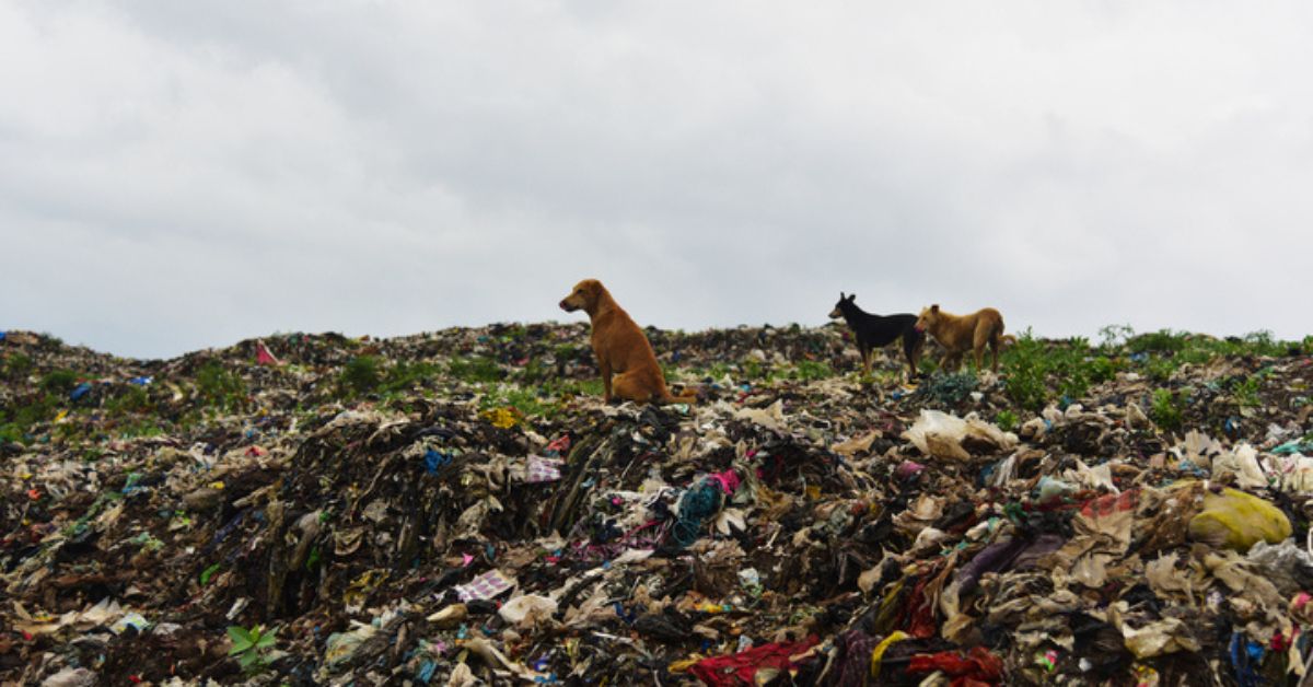 helping stray dogs essay