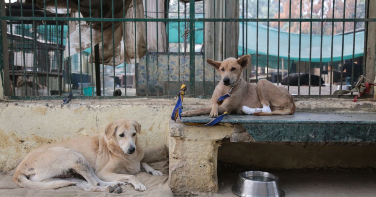 Stray Dogs in a shelter