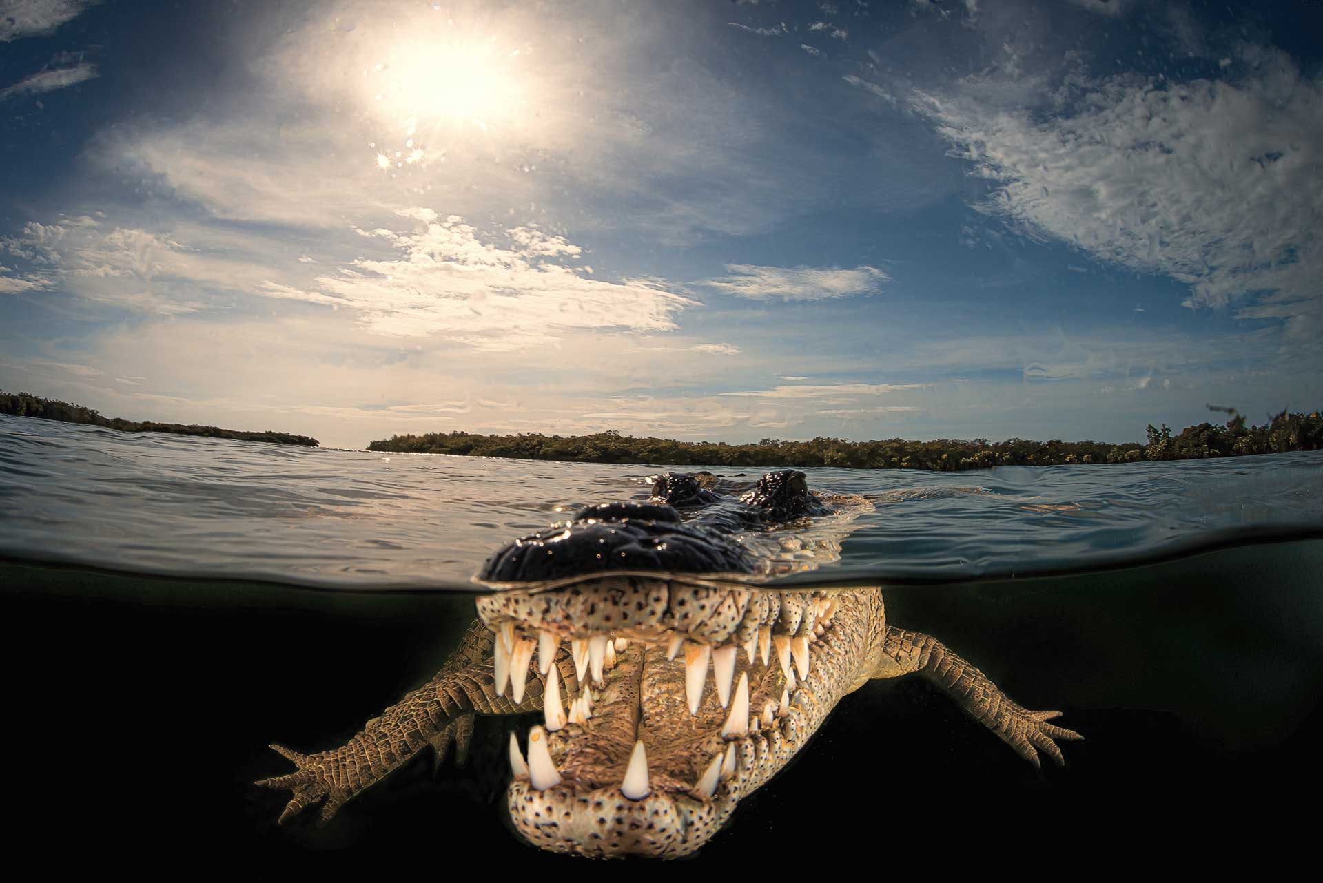 A crocodile captured in Cuba