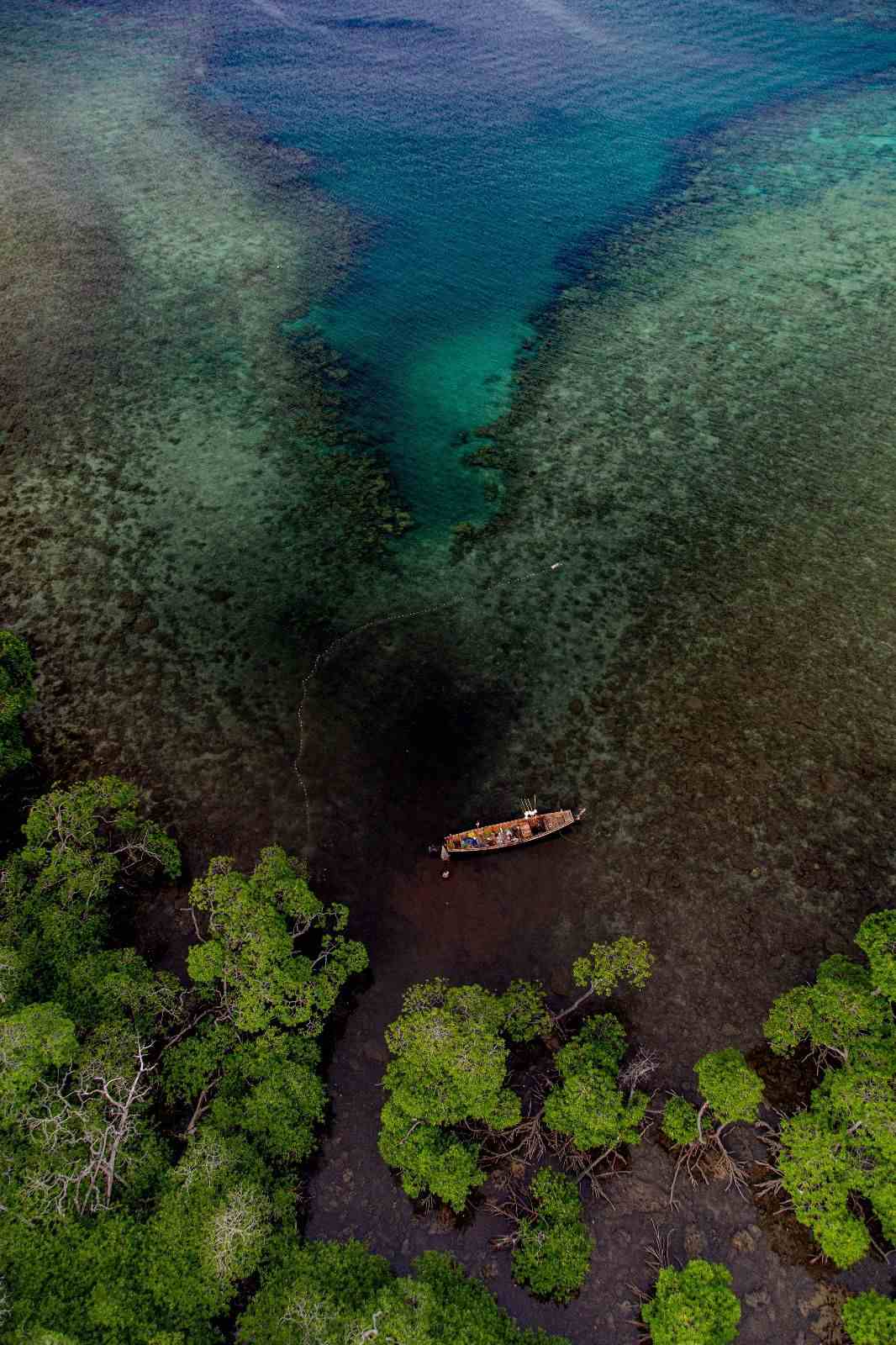 The Havelock Island in the Andamans is a beautiful thriving ecosystem