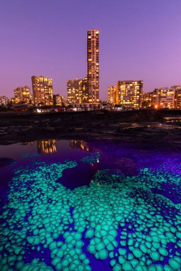 Near the shoreline of Mumbai a colony of Zoanthids bloom