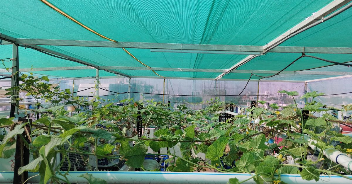 Shashank says it costs Rs 800 per sq ft to establish an aquaponics terrace farm in a vertical setup.