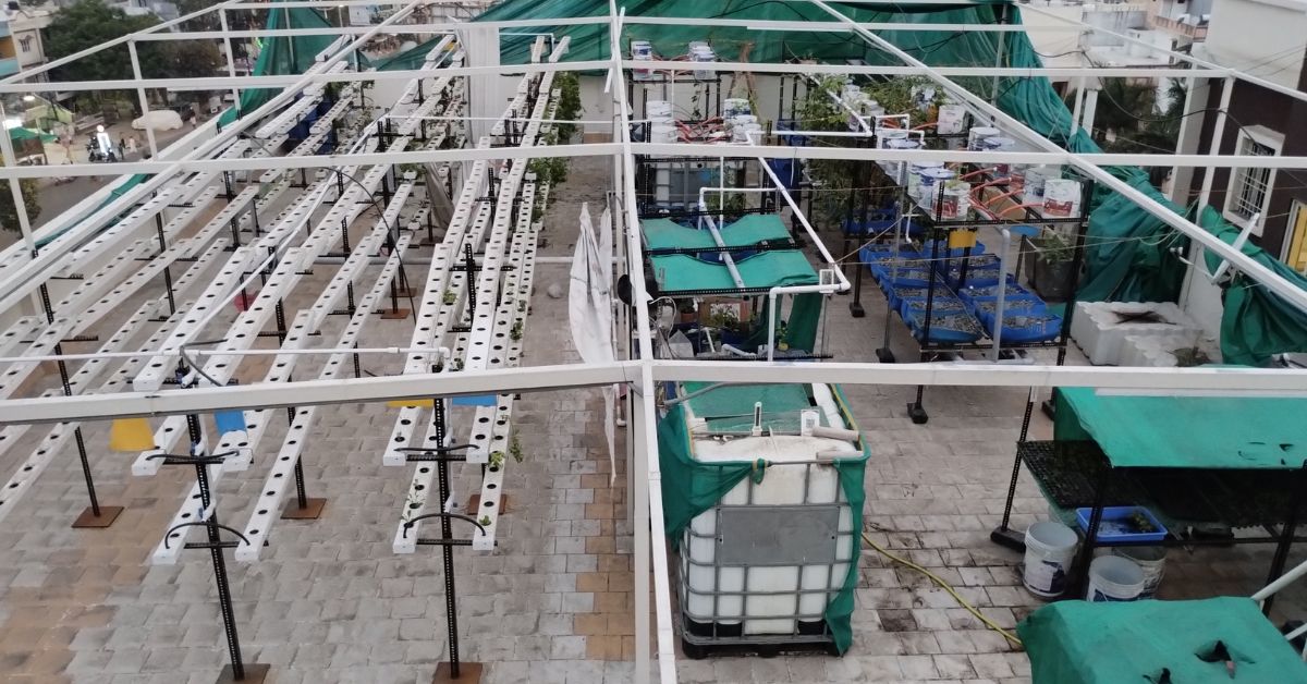 Aquaponics has a similar setup of hydroponics but with an additional fish tank to breed fish. 