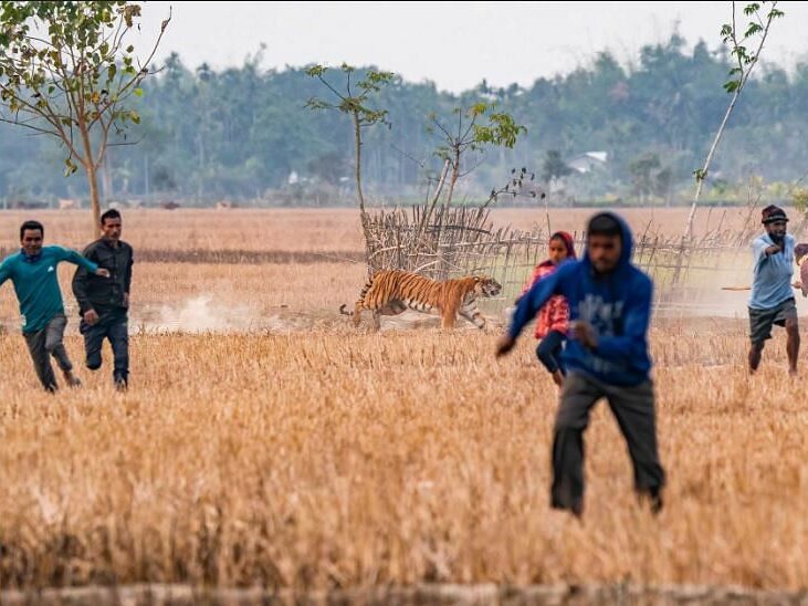A tigress in the village of Borsola in Assam chases after villagers