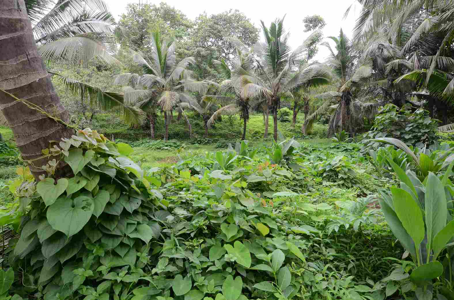 The spice plantations at Maachli include nutmeg, cinnamon, tea, and other plants
