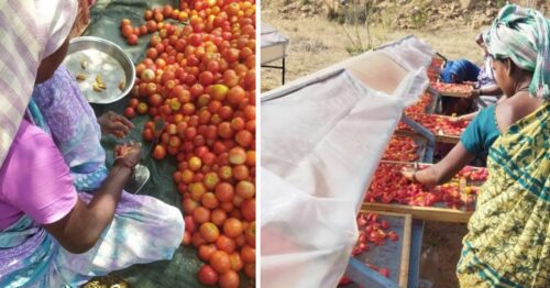 Why Were Farmers Throwing Out Tomatoes? Engineer's Solar Dryers Help Farmers Earn in Dire Times
