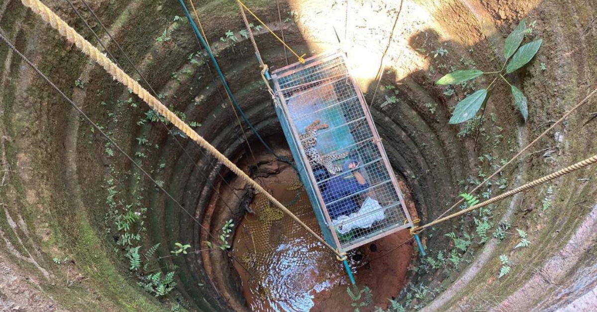 Meghana had to jump in a 20 feet well to rescue a leopardess