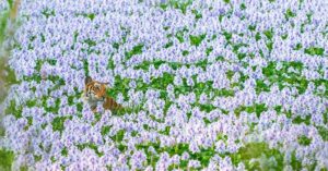 In Pics: 12 Rare & Stunning Shots Captured By Wildlife Photographers Across the World