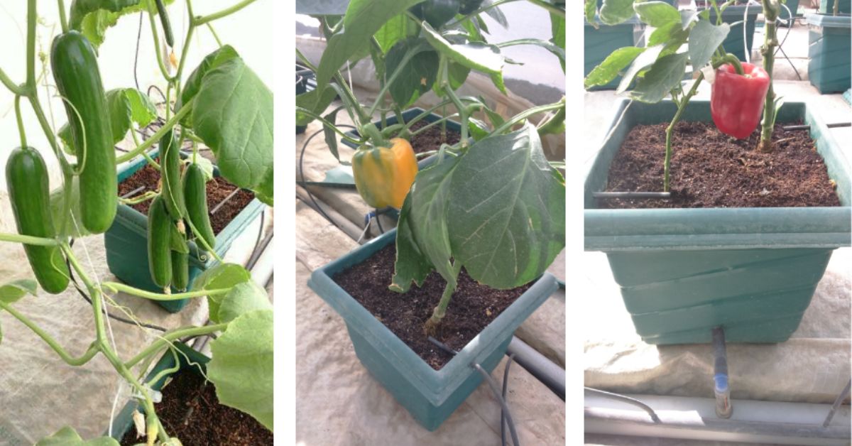 Using HHT, the university has grown vegetables like tomatoes, cherry tomatoes, cucumber, bell pepper and capsicum