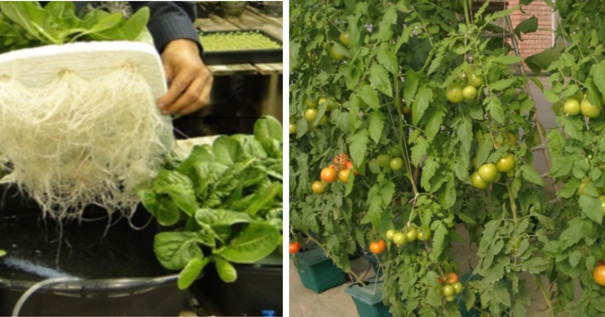 Less Water, Higher Yield: Why PAU Prof’s Patented Hydroponics Tech Could be a Game Changer