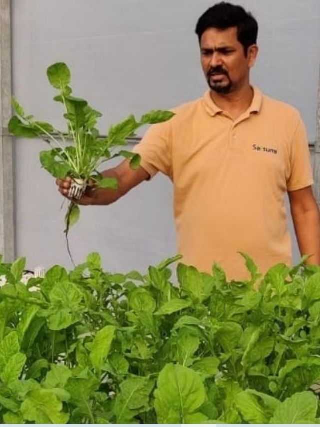 How to Start a Hydroponics Business? Expert Shares 5 Tips to Know