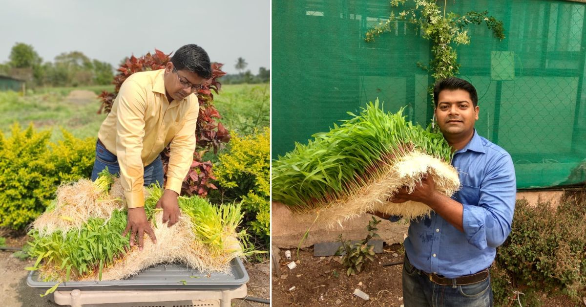 Ashwin harvests 500 kilos of green fodder daily to feed the 105 cows and goats on his farm.