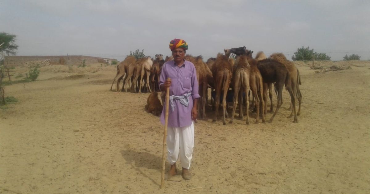 Genaram Raika, a camel herder, earns Rs 1,600 a day by selling camel milk.