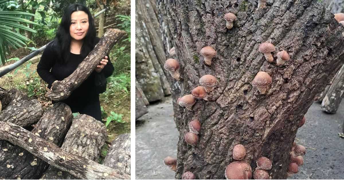 naga-girl-grows-chemical-free-shiitake-mushrooms-on-4000-oak-logs-gets-pan-india-orders