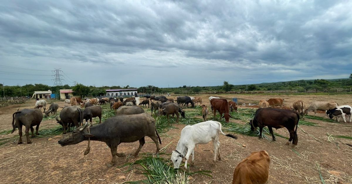 The daily cost of feeding the animals and upkeep of the sanctuary is Rs 18,000. 