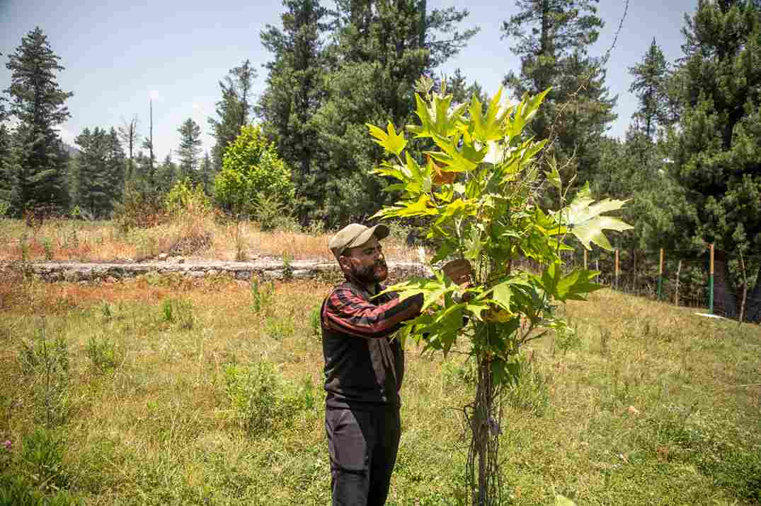 Khan tending to a Chinar sapling he planted.