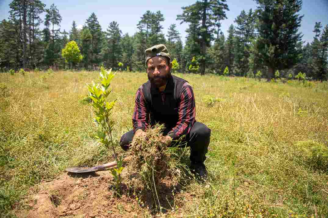 Khan is making room for the chinar sapling to grow well. Other young saplings planted by him can be seen in the background.