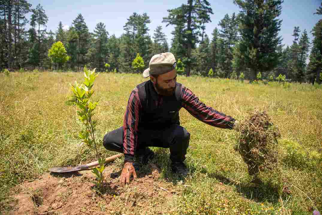 Khan while weeding some underbrush growing around a chinar sapling. 