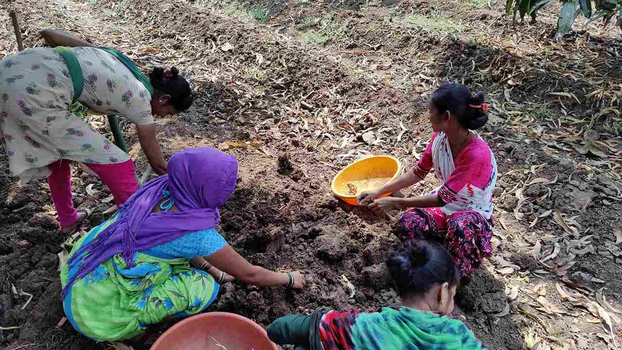 Organic farming is followed at The Chlorophyll Estate and 140 varieties of trees are grown here