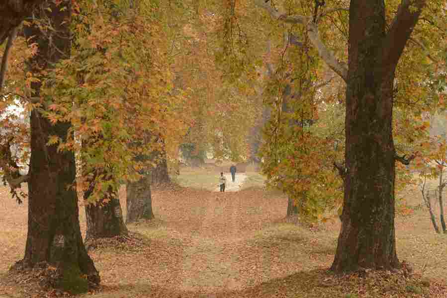 One of the few remaining fully-grown chinar forests in Kashmir.