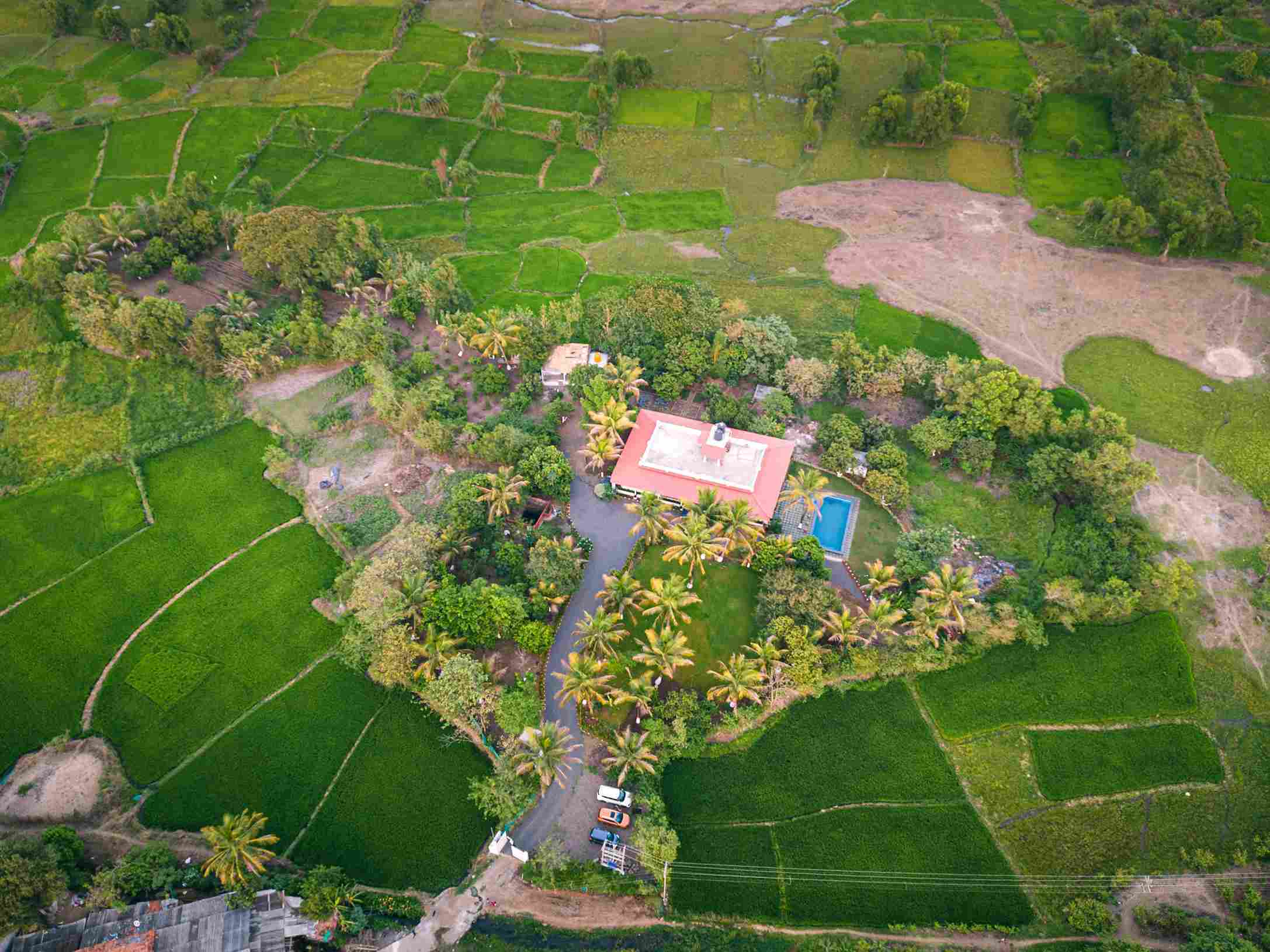 The Chlorophyll Estate is now a teeming forest with vegetable, fruit and spice trees