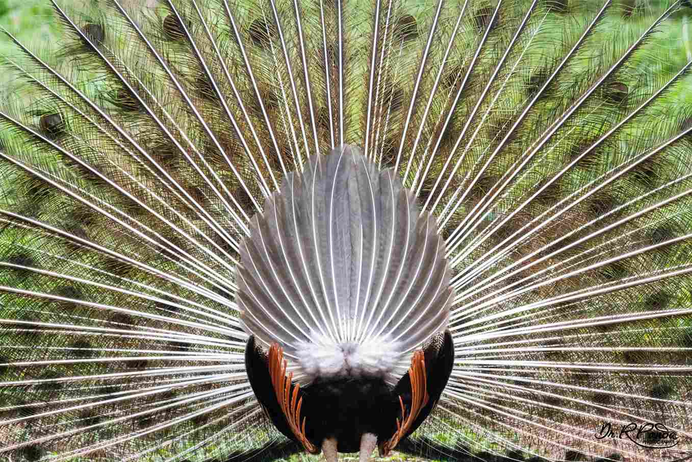A peacock captured from the rear view