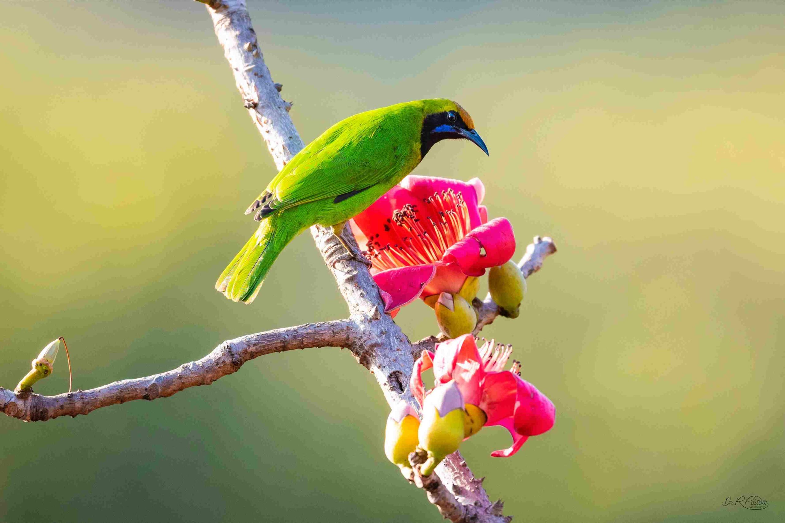 The Golden-fronted Green Leafbird