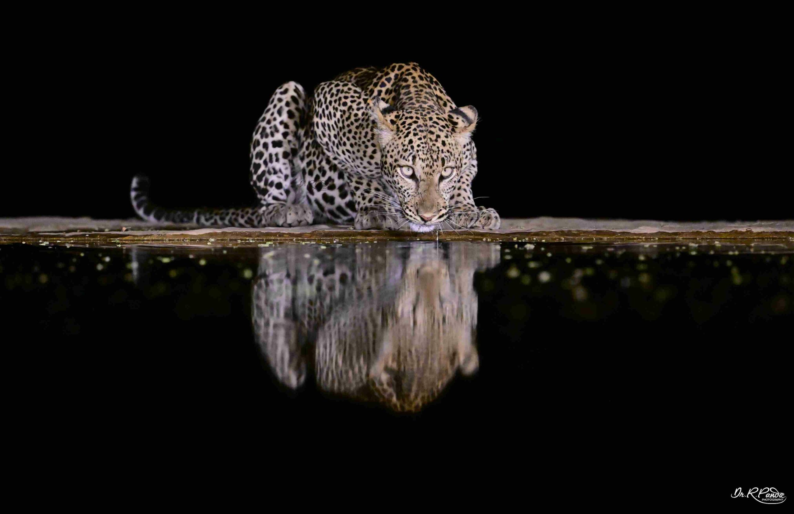 The leopard spotted in Kenya's national park