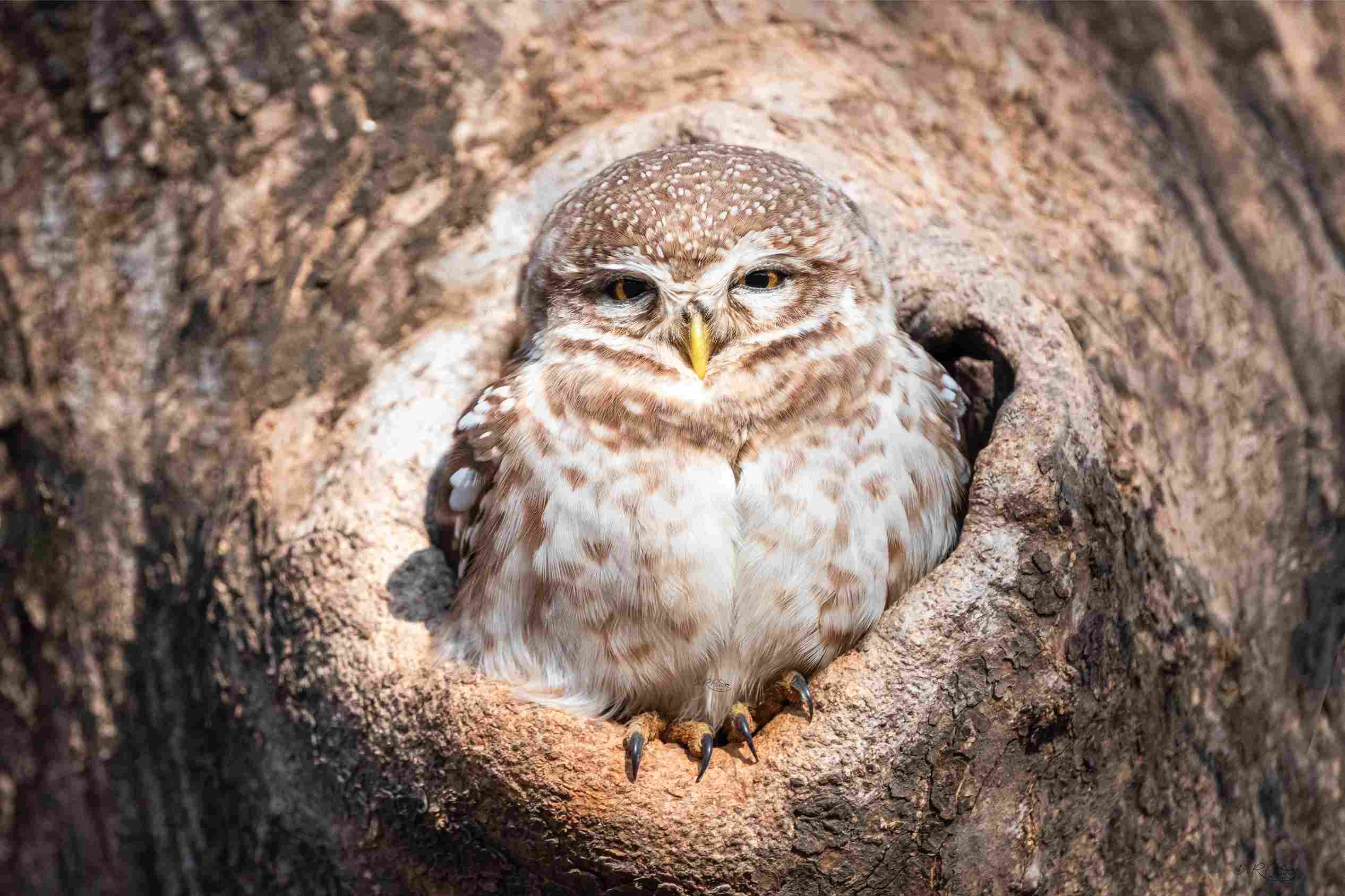 The Spotted Owlet