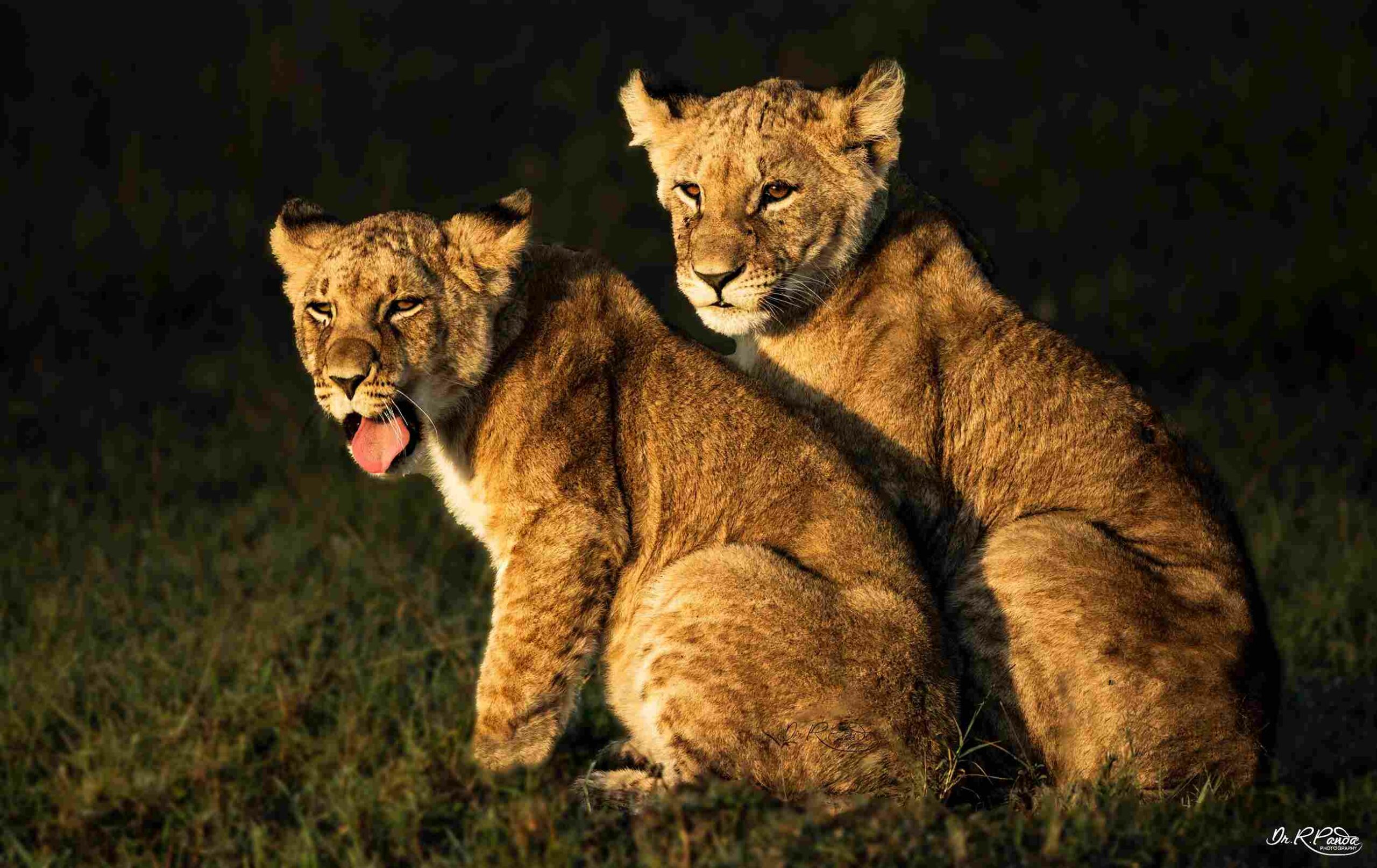 Lion cubs at Masai Mara