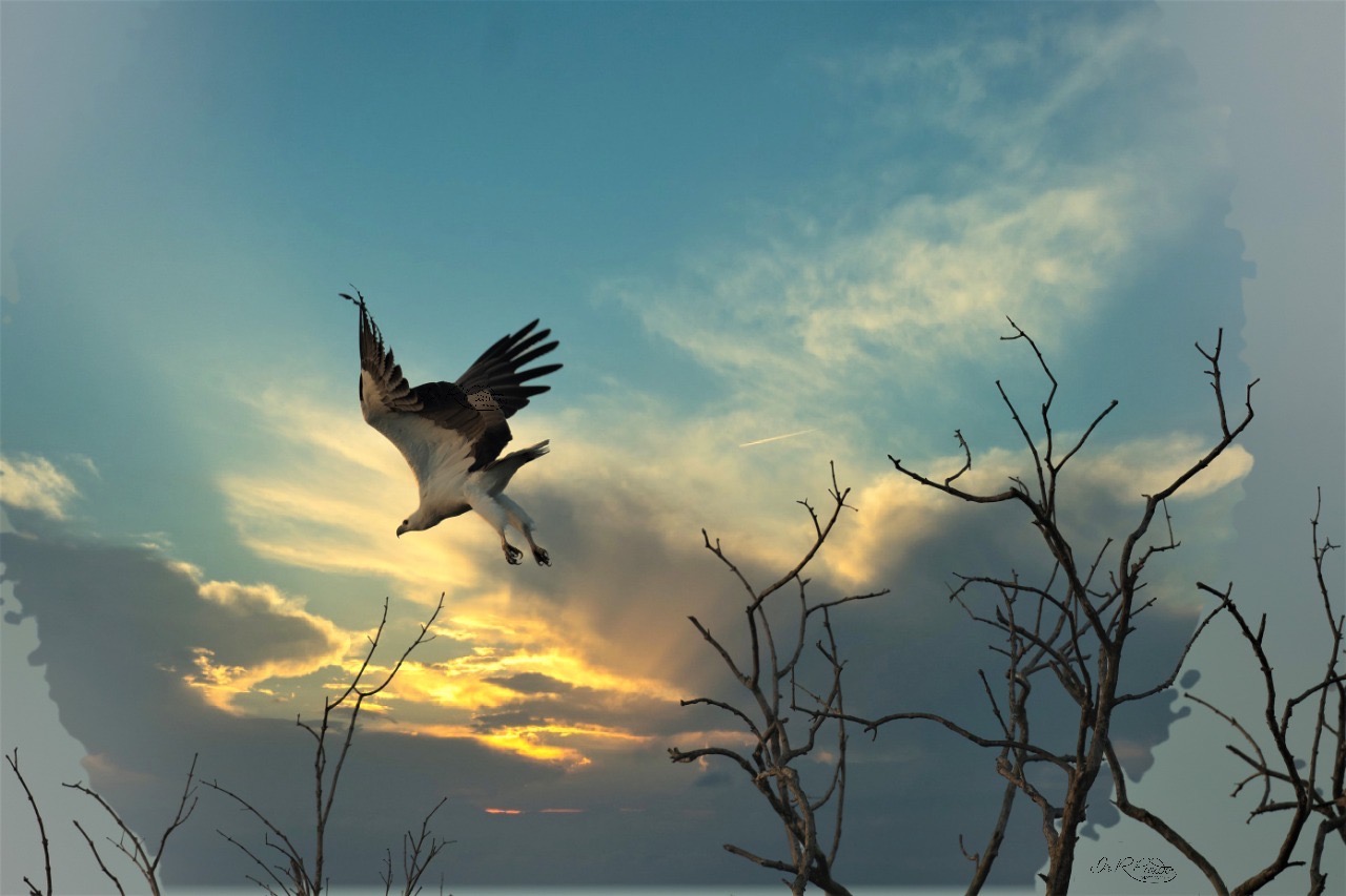 The white-bellied sea eagle