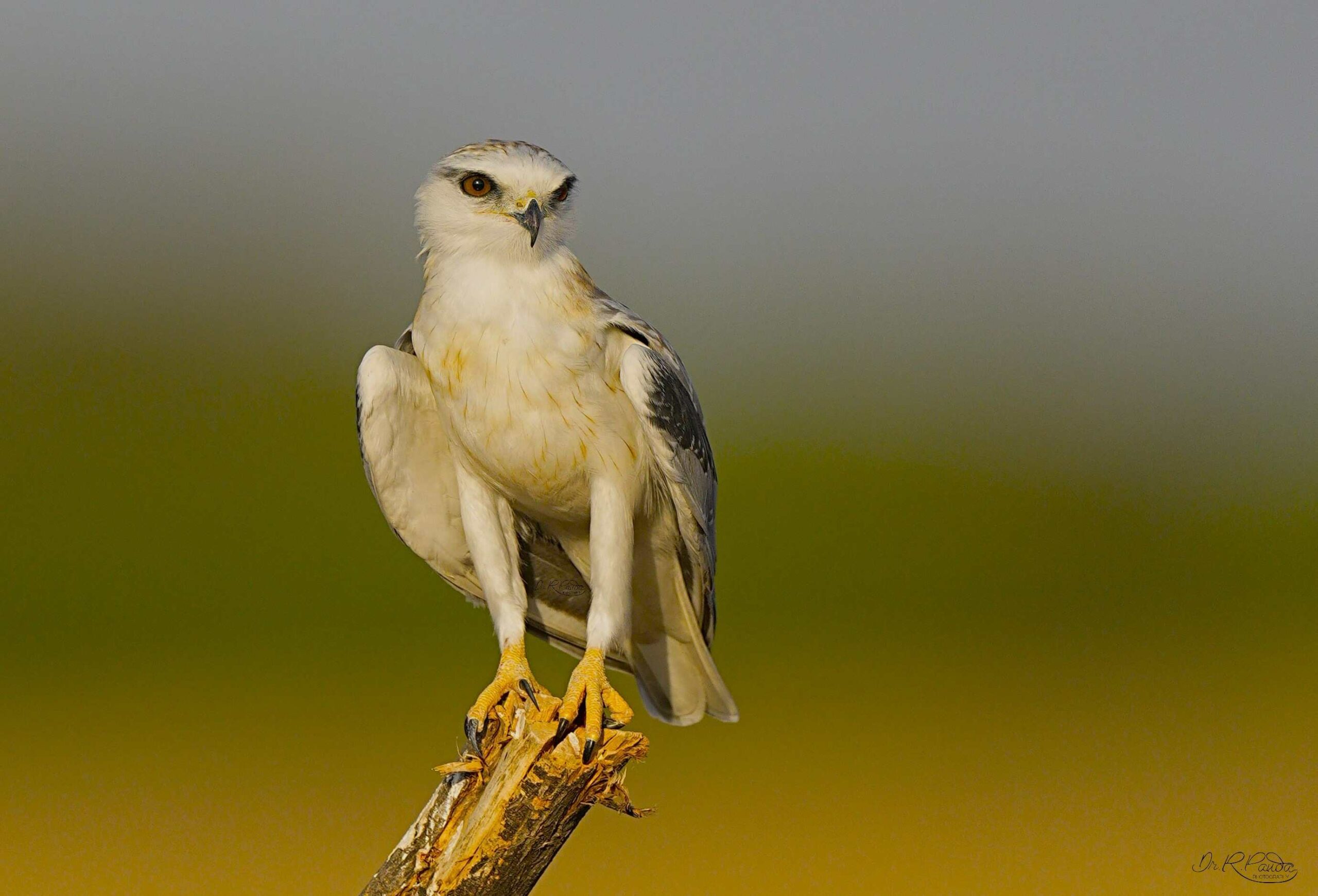 The Black-winged Kite