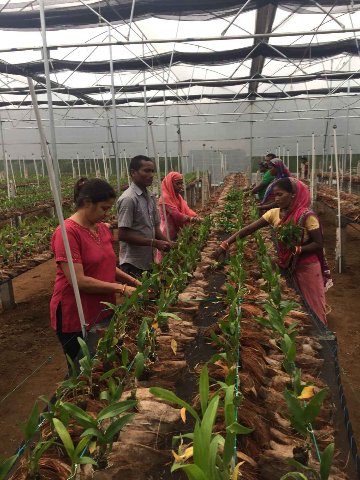 Monalisa Mohanty with the workers of their farm checking up on the flowers.